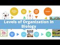 Biological Organization and Cell Functions