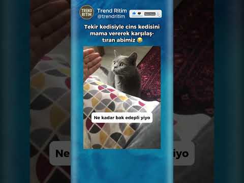 Tekir Kediyle Cins Kediyi Karşılaştıran Adam 😂😁