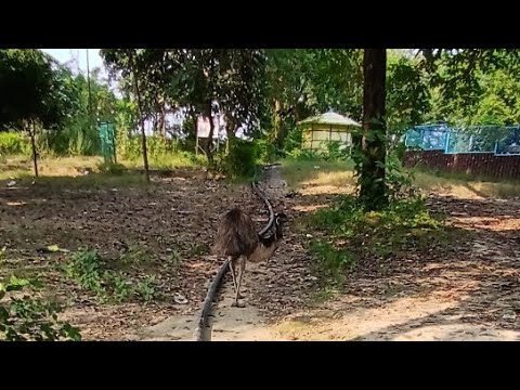 Ostrich in park