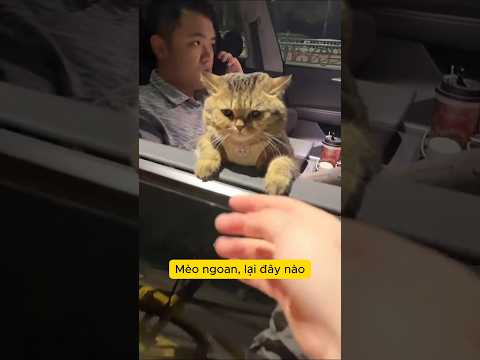Nghe giọng cười là hiểu #meow #funny #cosplay