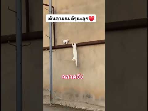 ไม่ว่าจะเป็นแม่คนหรือแม่สัตว์ก็รักลูกเหมือนกัน