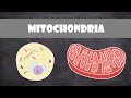 Mitochondrial Functions and Structures