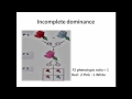 Genetic Engineering and Inheritance Concepts