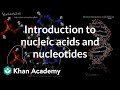 Understanding Nucleic Acids