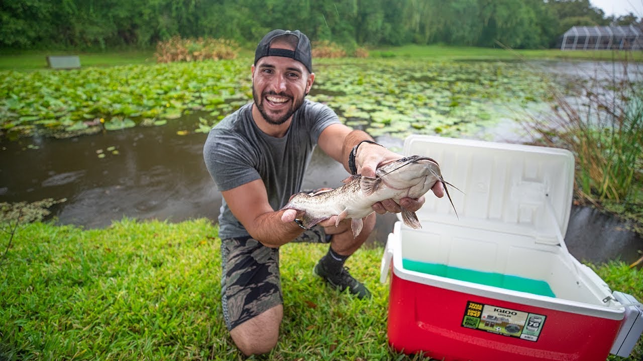 Stocking RARE Camo CATFISH Into Backyard POND! (camouflage catfish)