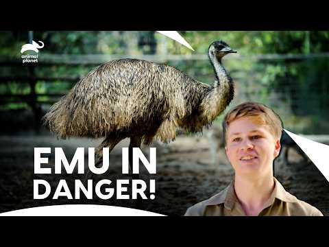 Emu Who Lost His Family in Car Accident Returning to Wild | Crikey! It's The Irwins | Animal Planet