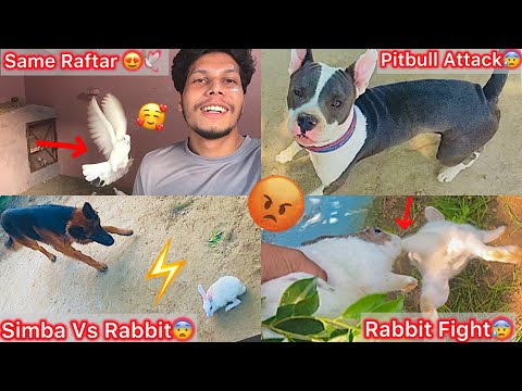 Pitbull Attack Picha Pad Gya😰|| Dono Male Rabbit Ka Panga Hogya😰Ek Ko Jana Pda😢|| Same Raftar😍🕊️