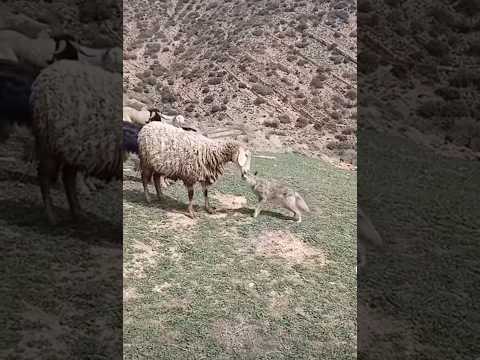 KURT SALDIRISI #wolf #vahşidoğa #animals #nature #kangaldog #alabai #kangal