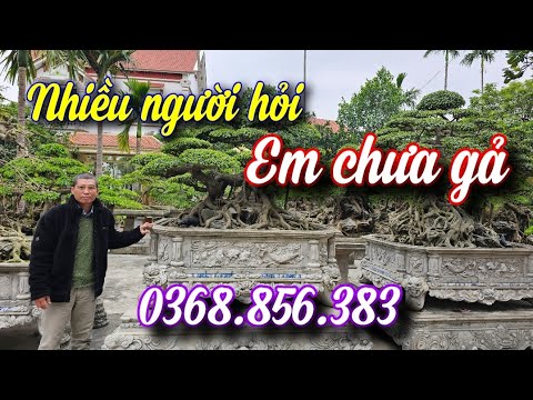 SH.9793. Về ngay tp Hưng Yên chiêm ngưỡng Báu vật của ông Trúc, nhiều người ướm hỏi nhưng chưa gả.