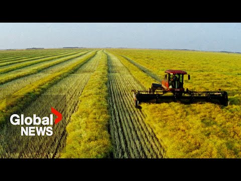 YouTube video thumbnail: “A Rough Ride”: China Imposes 75.8% Tariff on Canadian Canola, Industry Urges Feds to Act