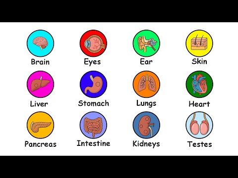 Every Human Organ Explained in 6 Minutes