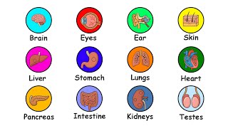 Every Human Organ Explained in 6 Minutes