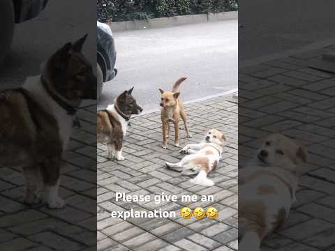 Funnying #dog #dogfunny #dogvideo