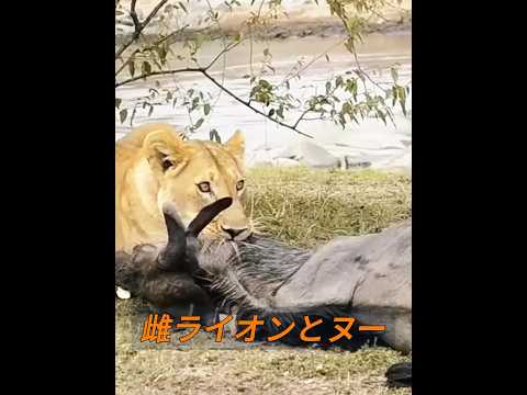雌ライオンは用心深すぎるのでしょうか？ #animals #動物プロダクション #動物