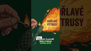 Plavuň pučivá: Tajemství čarodějného prachu a ohně! 🔥✨
