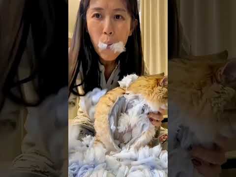 We will eat our cat 😯 #funny #sigma