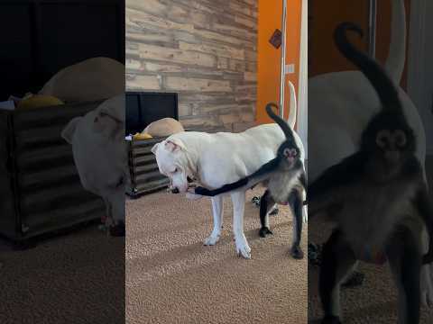 Spider monkey vs Dogo Argentino tug of war 🍩 #dog #monkey #animals #family #play #funny