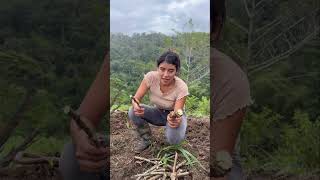 Así se Siembra la Yuca ~ Saida ZC ~ 💚