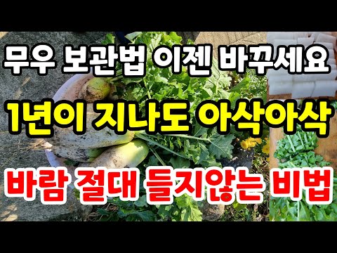 무우보관 이젠 바꿔 1년이 지나도 아삭아삭 바람 절대 들지않는비법 김장무우 요리 무우수확 무우청 #깍뚜기#무우시래기#무우장아찌#무우김치#무우국#무우말랭이#무우효능#인기급상승동영상