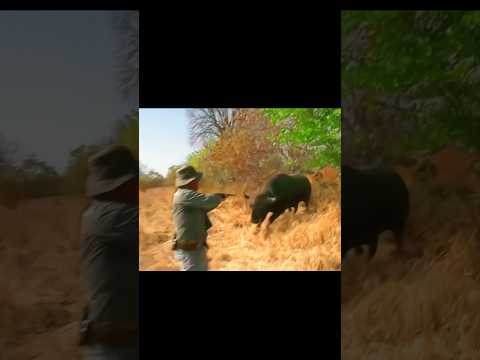 Лучший кадр кабана 😱#hunting#challenge#chase#