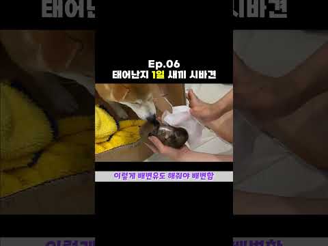 태어난지 1일차 새끼 시바견 육아일기 #shrots