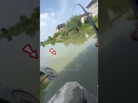 Carp Fishing Vlogs...? ( Part-1) Really it's very Big Carp... ?? #fishing #shorts #viralvideo