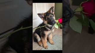 German Shepherd and Golden Retriever