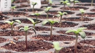 YouTube video thumbnail: Virginia Gov. Abigail Spanberger Vetos Bill That Would Have Created a Marketplace for Cannabis