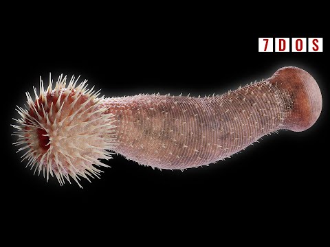 The Prehistoric Worms That Were Key to the Evolution of Life | 7 Days of Science