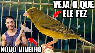 Separei o Canário da fêmea, veja a reação  | Fuga das galinhas das angolas e reforma | Aves Recriar