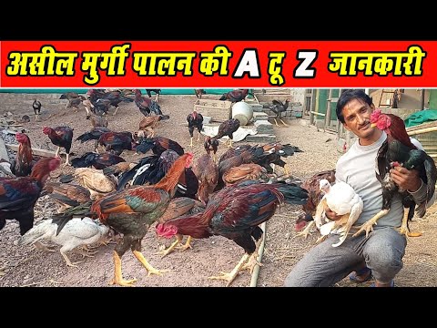 Aseel murgi farm Chhattisgarh। अ.सी.ल. मुर्गी पालन की जानकारी। Aseel Murgi ki jankari