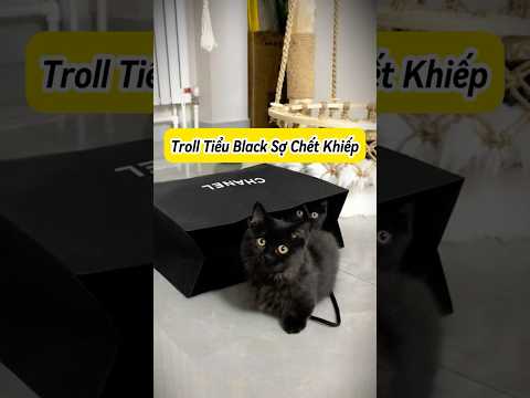 🐱 Troll Tiểu Black Sợ Chớt Khiếp 🧨 #Mèoúớ #thúcưng #vậtnuôi #chómèohàihước #shorts