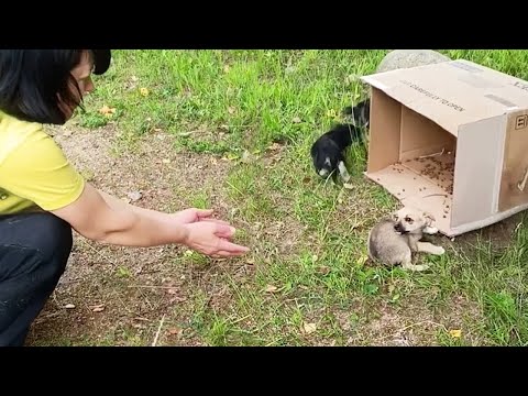 3 abandoned puppies thought I was their mother, they followed me home to be loved