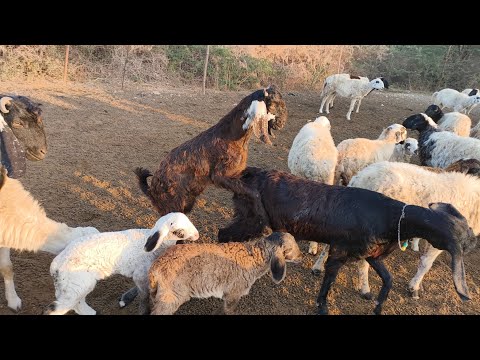 Amazing Goat Sound Effects