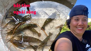 BẮT TÔM CÀNG TỪ RẠCH RA SÔNG LỚN ĐI VÌ ĐAM MÊ  _ ĐUỐI CẶP CHÂN NÓ YÊU NHAU /GBMT