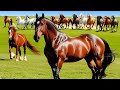 Horse Breeds and Their Characteristics