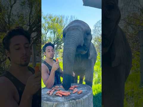 Power Snack 🥕🐘 #elephant