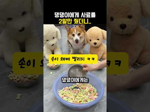 "지금 장난해?.." 불공평한건 참을 수 없던 댕댕이의 반응