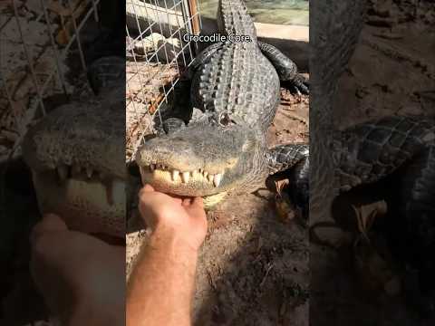 Crocodile Core.🐊 #crocodile #alligators #wildlife #wildanimals #zooanimals #petlover #animallover