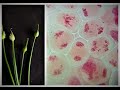 Meiosis and Microscopy Techniques