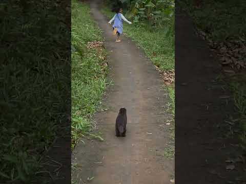 Siboni lomba lari #betinurgustiani #siboni #animals #americanfunnyvideos