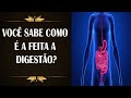 Digestão e Funções do Sistema Digestivo