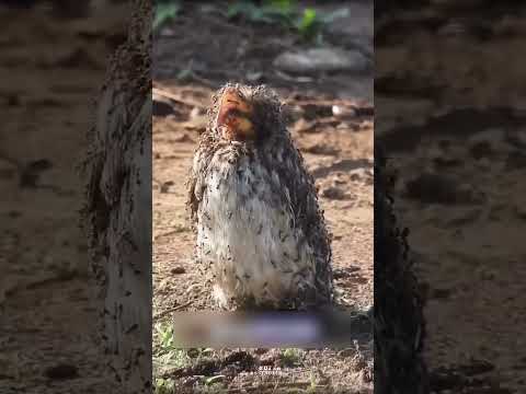 🦅കാക്കയുടെ പ്രകൃതി ചികിത്സ | Anting🐜