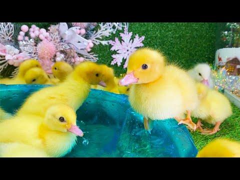 Funny ducklings swim, kitten playing