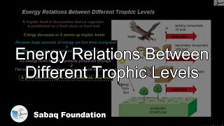 Energy Relations Between Different Trophic Levels