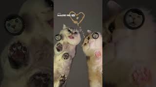 耳をすませて🎧🐾