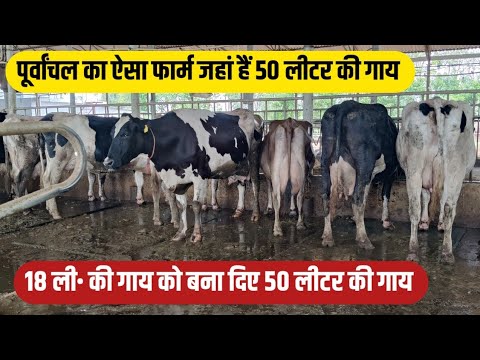 पूर्वांचल की टॉप डेयरी फार्म बनने का तरीका/Maa dairy farms Barabanki UP/dairy farming India/hf cow