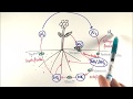 Nitrogen Cycle Processes and Bacteria