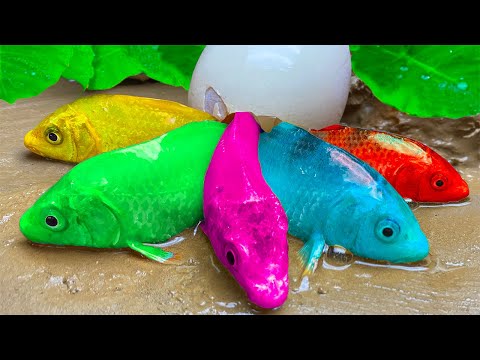 Catch Fish In Small Pond, 무지개 물고기, 상어, 장어, 개구리, 메기 - Stop Motion ASMR