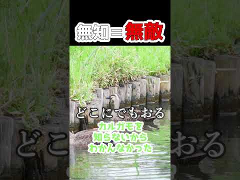 このゲームにおいては無知＝無敵理論 #shorts #春雨麗女 #あおぎり高校